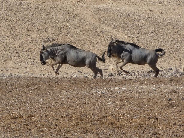 חוות האנטילופות